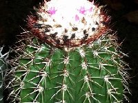 Melocactus andinus ©Jean Bénézet ex JL.jpg